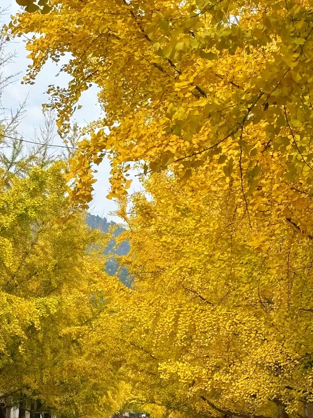 一葉知秋廣東省內只有這裡的銀杏蕞美