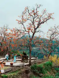 永嘉東爐村|秋日限定的「柿」外桃源
