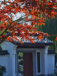 武漢人的私藏拍照聖地堤角公園邂逅初冬浪漫