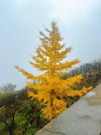 看2025年葛仙山最後一場銀杏雨11.16live