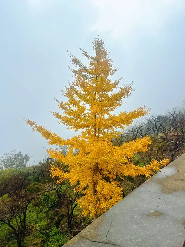 看2025年葛仙山最後一場銀杏雨11.16live