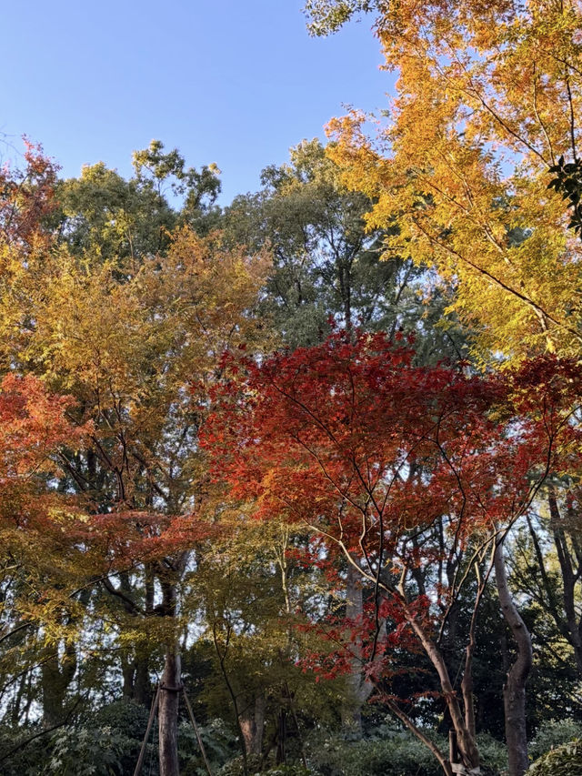 上海東郊賓館|滬上秋景絕絕子人間仙境 上海東郊賓館|滬上秋景絕絕子人間仙境