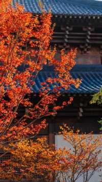 全屏封神 | 理想的秋天,就該這樣熱烈