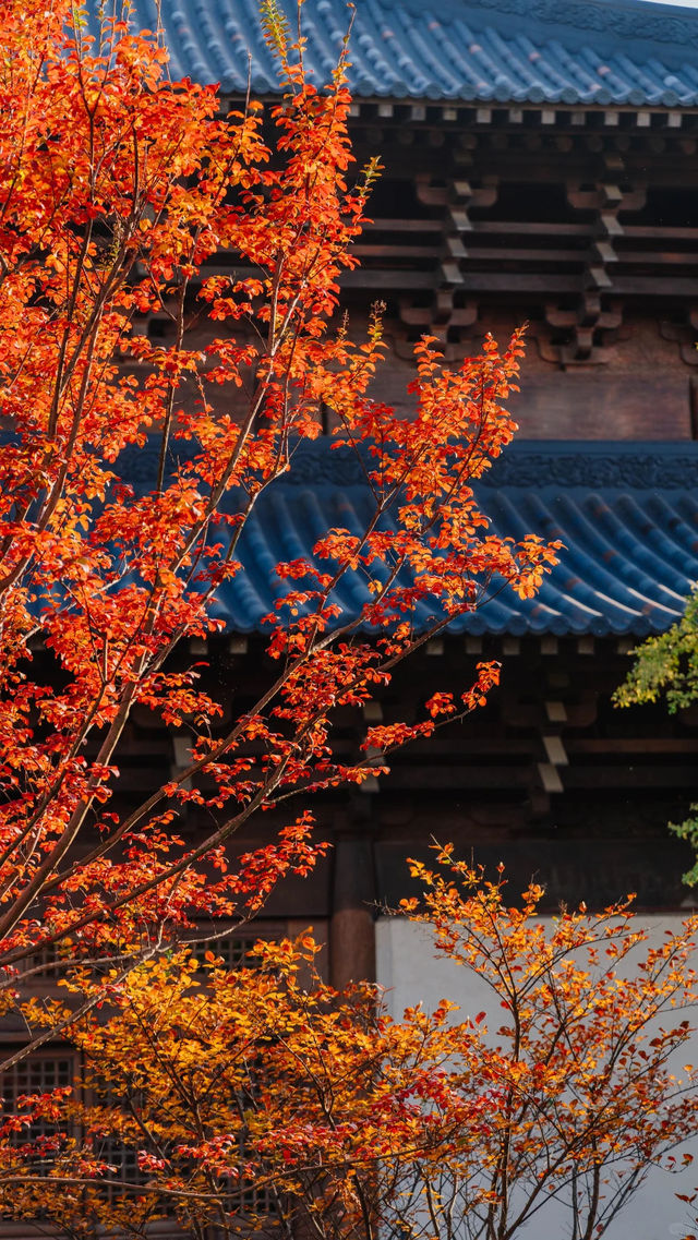 全屏封神 | 理想的秋天,就該這樣熱烈 全屏封神 | 理想的秋天,就該這樣熱烈