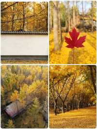 我終於理解了,為什麼這裡被稱為「中國第一銀杏村」