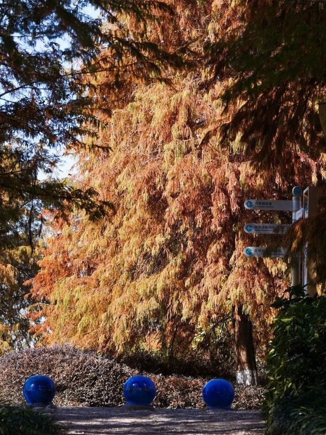東太湖「杉」水畫，限時美景等你入畫