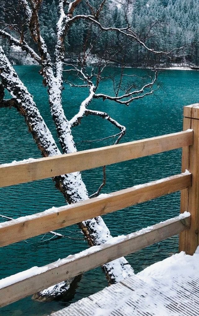 下雪的九寨溝美到窒息！這場"豪賭"太值了