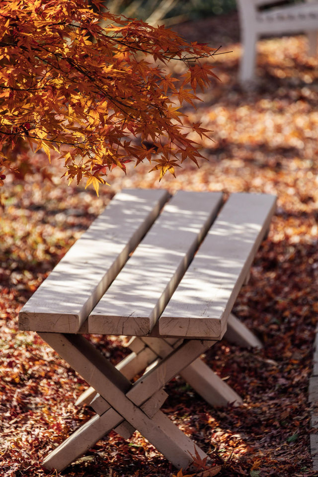 上海秋日私藏3 個小眾賞秋地人少出片不踩雷 上海秋日私藏3 個小眾賞秋地人少出片不踩雷