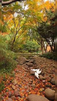 12.3上海超絕!延中綠地楓葉銀杏