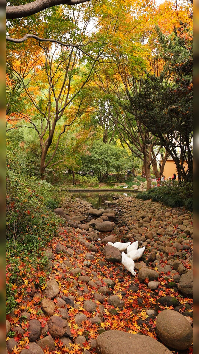 12.3上海超絕!延中綠地楓葉銀杏 12.3上海超絕!延中綠地楓葉銀杏