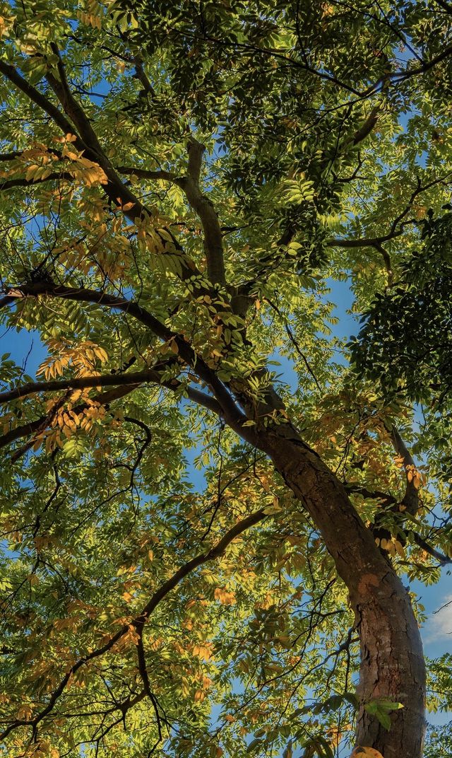 原來茅山可以開車直達山頂