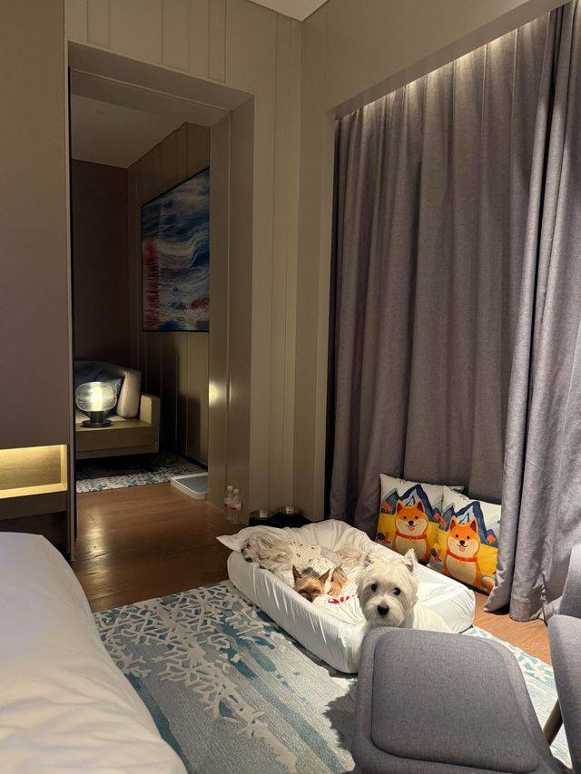 上海臨港凱悅酒店｜不出滬小眾度假天堂，寵物友好酒店打卡！