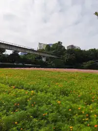 深圳全新花海五彩格桑花🩷免費拍照