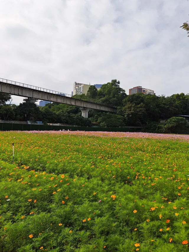 深圳全新花海五彩格桑花🩷免費拍照