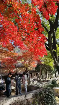 12.1號實況，青島崂山太清宮殺瘋了！