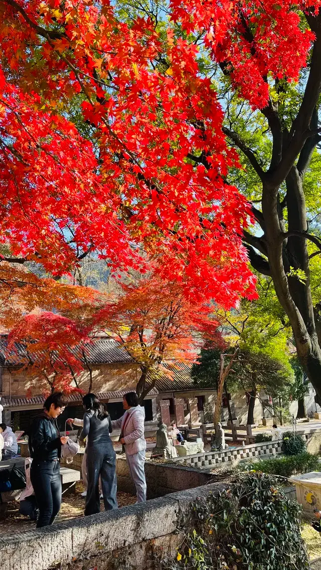 12.1號實況，青島崂山太清宮殺瘋了！