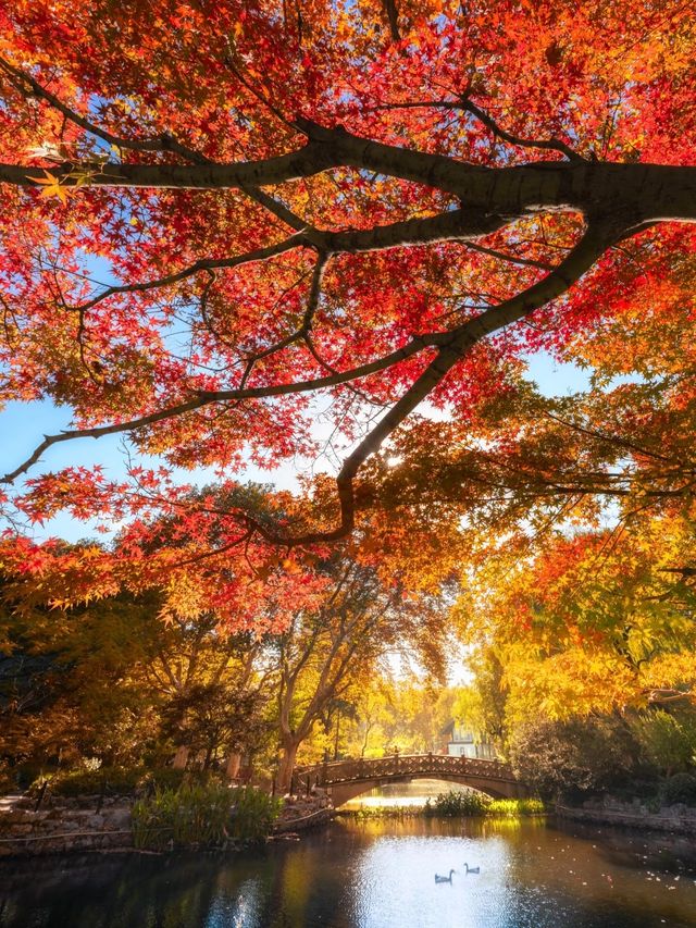 上海魯迅公園｜初冬限定！這片紅楓林美到窒息