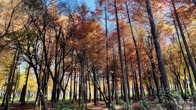 雲南7天6晚solotrip repo 雲南7天6晚solotrip repo