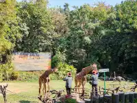 普通票廣州長隆大馬戲C位攻略