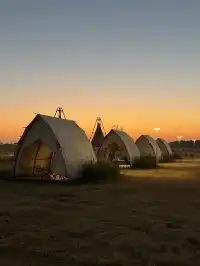 蘇州陽澄湖｜帶快樂小狗來草坪撒歡打滾