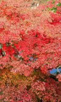 不是蘇州園林，是成都易園