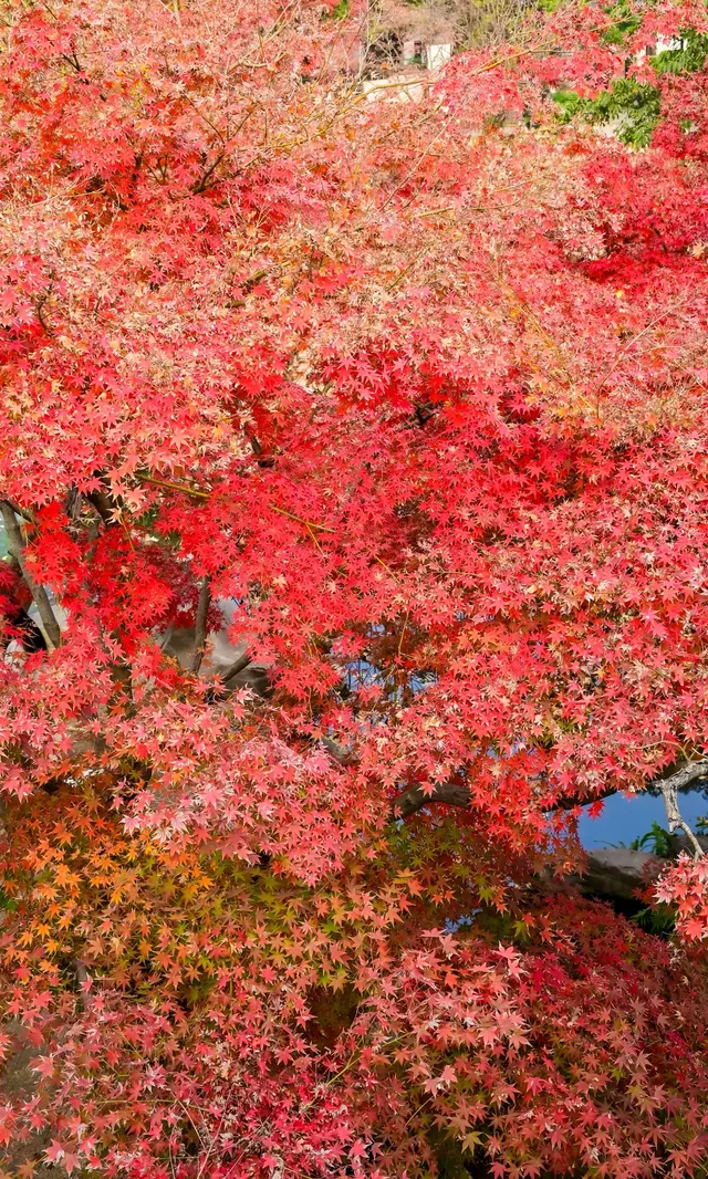 不是蘇州園林，是成都易園