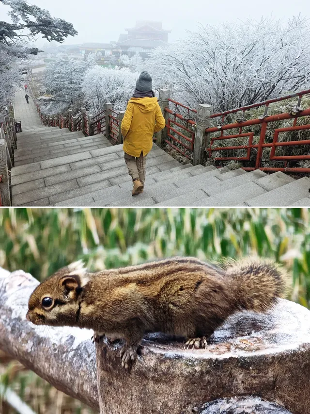 12.4實拍峨眉山的霧淞美瘋了