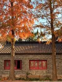 魔都周邊賞秋秘境｜廣富林的紅楓太絕了人少景美快衝！