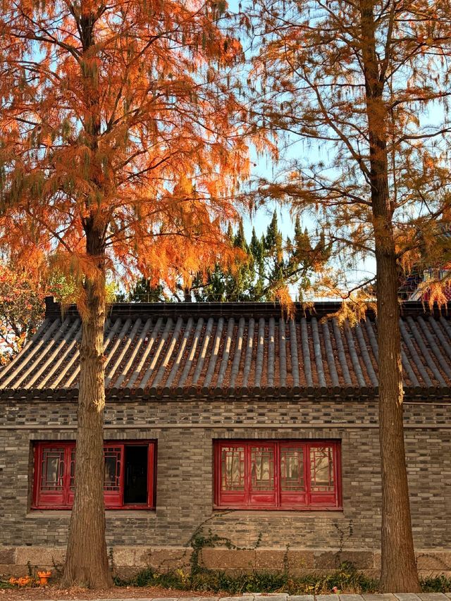 魔都周邊賞秋秘境｜廣富林的紅楓太絕了人少景美快衝！