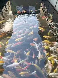 千島湖中心湖區攻略｜帶娃免門票遊湖！