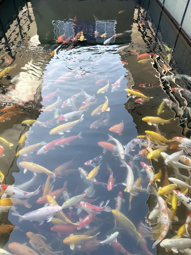 千島湖中心湖區攻略｜帶娃免門票遊湖！