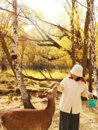 北京自駕阿爾山追秋