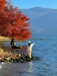 18圖告訴你,現在的大理水杉季究竟有多美……