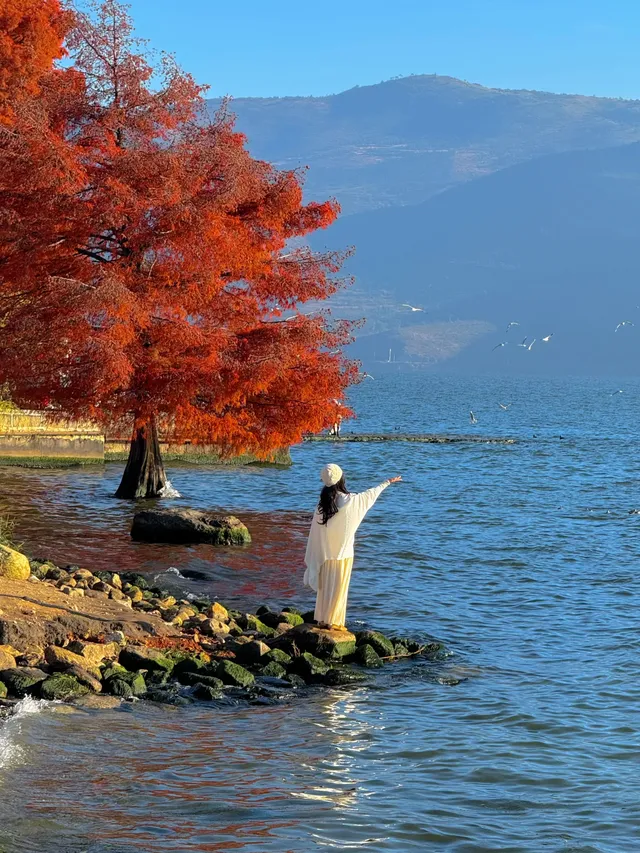 18圖告訴你,現在的大理水杉季究竟有多美…… 18圖告訴你,現在的大理水杉季究竟有多美……