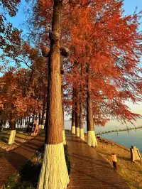 東湖的落羽杉紅了,快衝呀