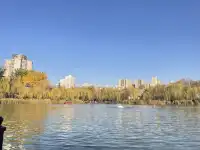 西安興慶宮｜在皇家園林裡接住最後一捧銀杏