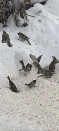 禾木冬日治癒圖鑑