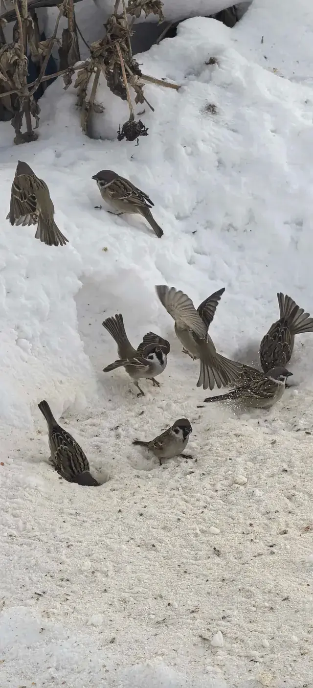 禾木冬日治癒圖鑑 禾木冬日治癒圖鑑