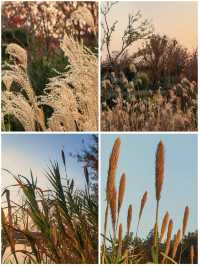 蘆雪搖冬,野趣沔青