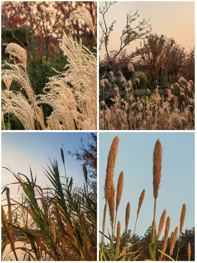 蘆雪搖冬,野趣沔青 蘆雪搖冬,野趣沔青