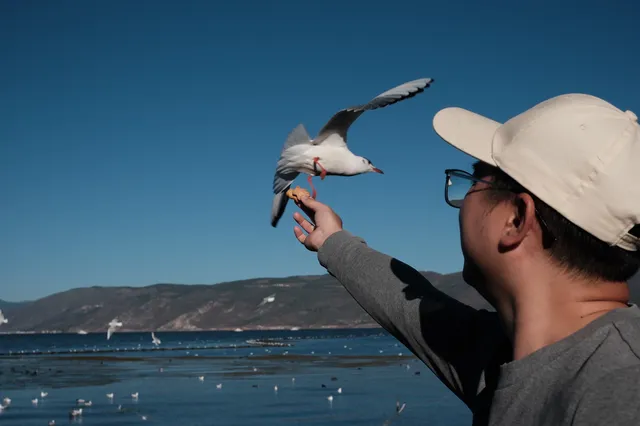 12月的洱海邊,彩林和海鷗也太配了吧 12月的洱海邊,彩林和海鷗也太配了吧