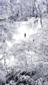 北京初雪刷屏南京紫金山霧淞已在路上!東北平替絕美暴擊