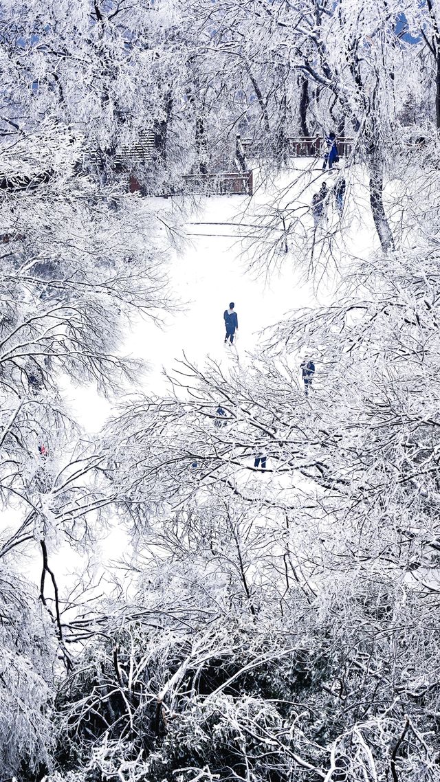 北京初雪刷屏南京紫金山霧淞已在路上!東北平替絕美暴擊 北京初雪刷屏南京紫金山霧淞已在路上!東北平替絕美暴擊