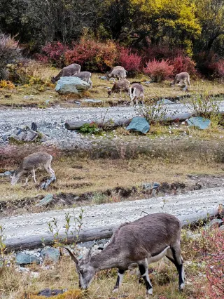 คู่มือการท่องเที่ยวแบบครบวงจรไปยังเมืองต้าวเฉิงและหย่าติ้ง (รวมค่าเดินทางและที่พัก)