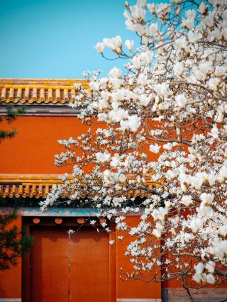 Seven Top Magnolia Viewing Spots in Beijing, Truly Full of Imperial City Charm