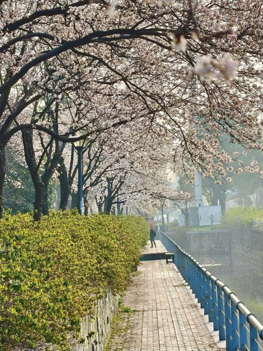 3.20実写！無錫の路上で最初の白い桜が満開に！！ | Trip.com 無錫