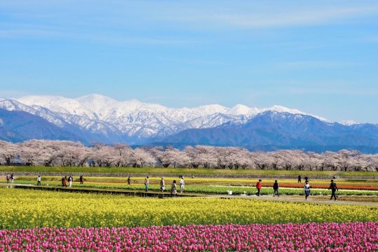 日野芳春　鎮宅守護四季花　掛軸　絹本 本格ミニ掛軸 現代日本画 年中花鳥 四季花 KM3R2-006 : さくらソレイユ