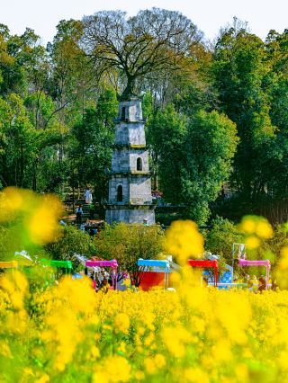 Spring fills Star City! Come to the Color Walk in Changsha!