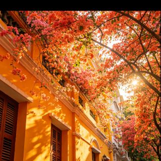 춘일 교향 만유 색채 비경