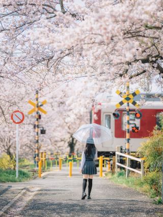Kyoto Nara Takadagawa Full Bloom Cherry Blossom Train